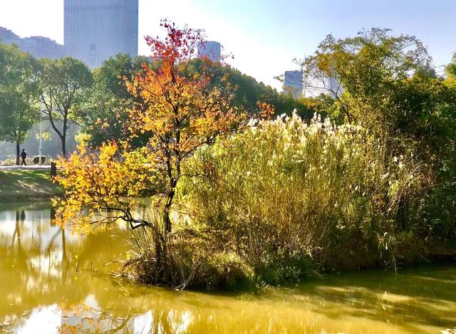 美篇:枫 叶 红 了