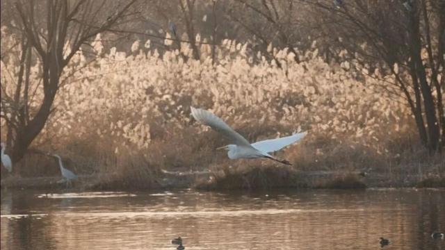 秋深景更美！运城最绚烂时刻到了！