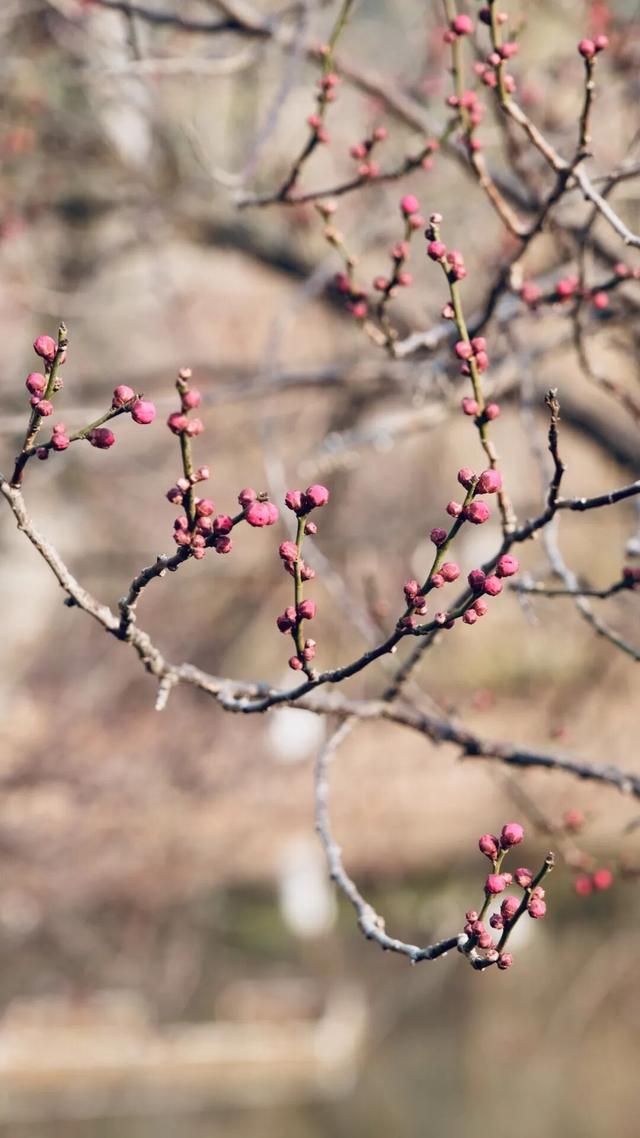 真香！张家港“梅”好将至