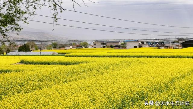 大美天水 | 花海上新！来天水，看“油”画里的春天~