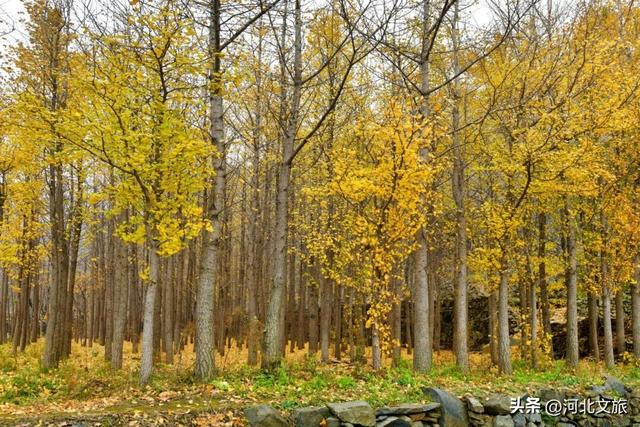 李子柒式的诗意栖居，赞皇也有！