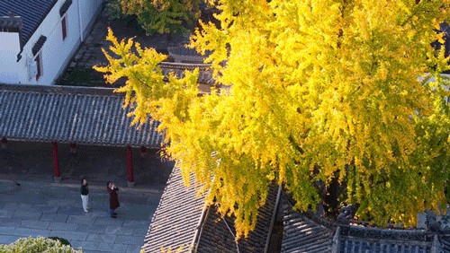 限时绝美！武汉街头颜值巅峰，地铁直达