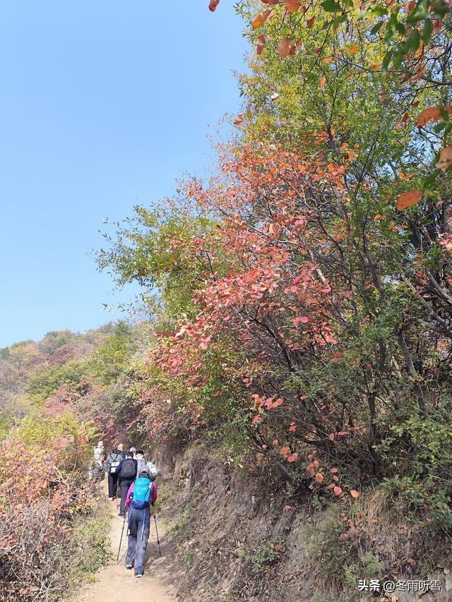 又见山山红叶飞