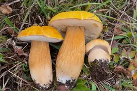 很多人都说雨越大蘑菇就越好捡啊，各种野生菌数不胜数，捡不完了图片