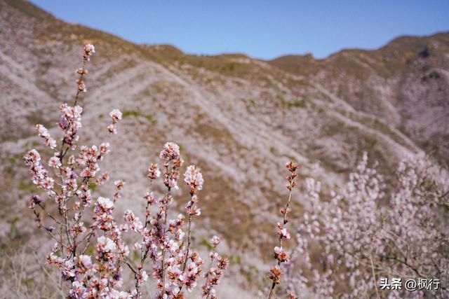 北京郊区白虎涧，粉粉粉粉了