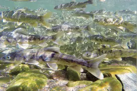 淡水鱼无法在大海生存，黄河每天把鱼冲下海，这些鱼都死了吗?图片