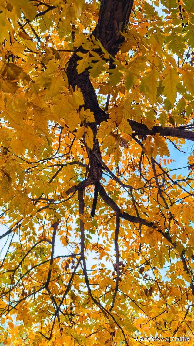 秋染五泉山:兰州城畔的千年诗意与一季斑斓