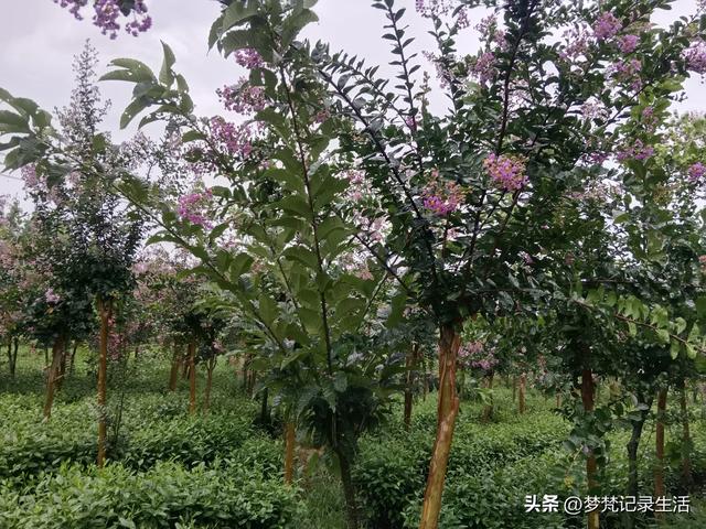 70多岁的老娘像个拼命三郎,一个人在雨天漫步拥抱大自然感觉不错