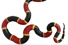 生肖蛇最大的缺点是什么？图片