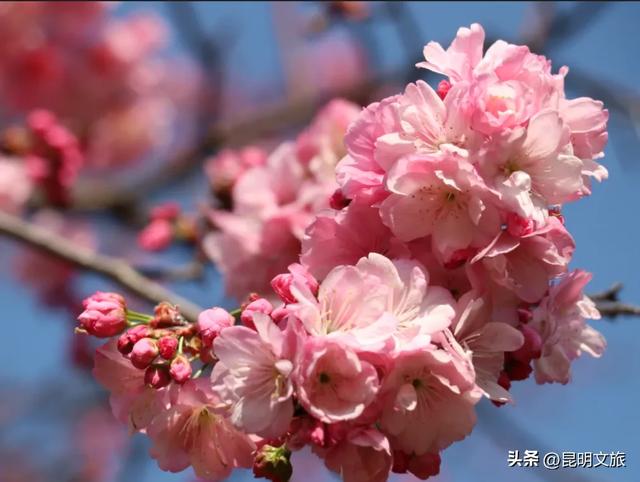 “薅羊毛”倒计时！妇女节昆明景区优惠大盘点，带上姐妹出发吧~