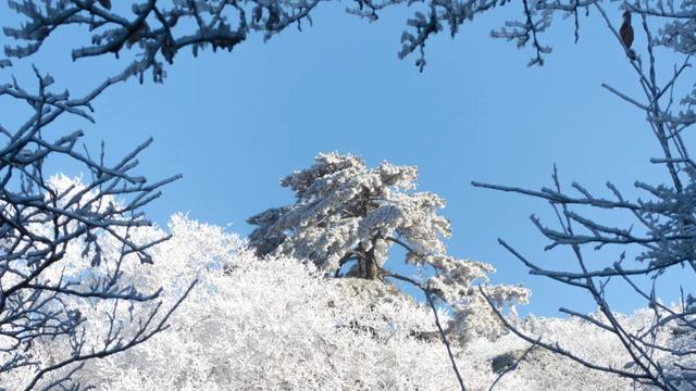 黄山冬日美景“开挂”雾凇、佛光、云海、日出日落出镜，美到失语