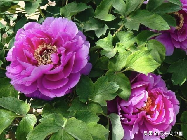 从宫廷御用到文旅顶流：一朵牡丹，藏着中国人千年的精神密码