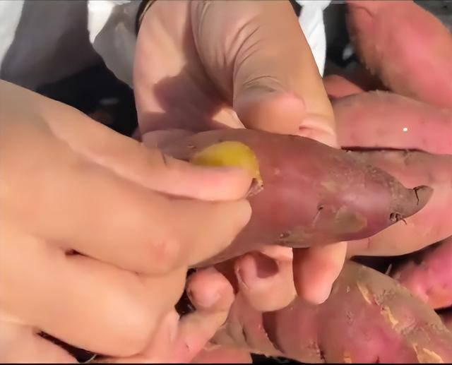 央视曝光毒红薯！商户主动投毒，流窜至全国多地，背后利益链曝光