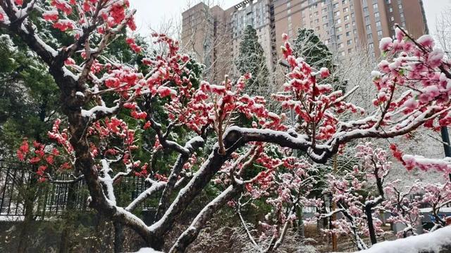 看！这是昌平雪后的美景——