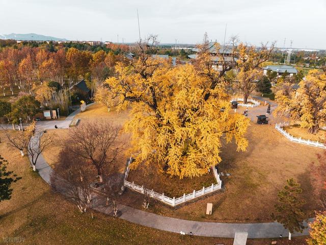 南京千年银杏黄了！浦口两个免费秘境相距9公里，可一天打卡拍照