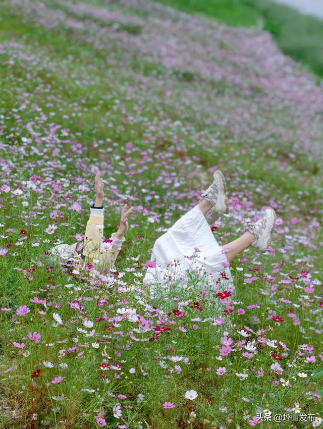 看完你的 看你的,坪山这片格桑花海承包你的秋日治愈感!