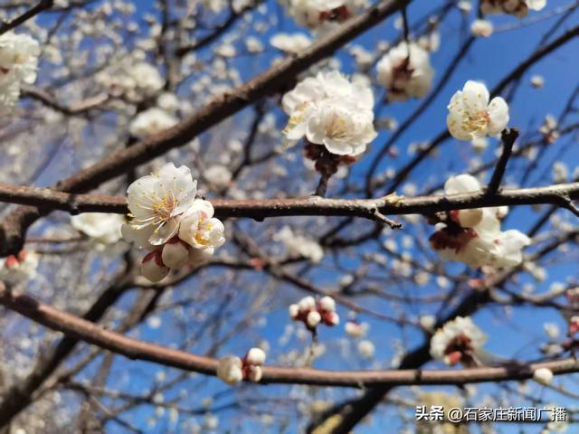 春信至，杏花开满园！石家庄各大公园喊你来赏花啦！