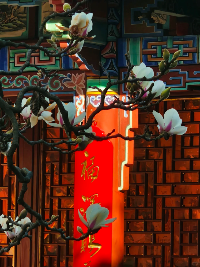 大寒至，春可期，昆明这些地方繁花似锦！