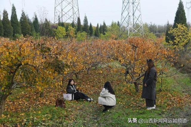 闻喜县：初冬的森林公园休闲打卡好去处