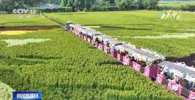 湿地候鸟翩跹 荷塘万亩飘香 看大美中国绿色发展新画卷