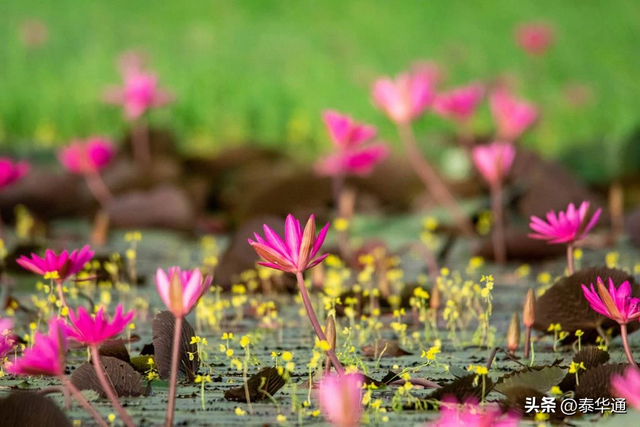 一期一会！泰国那空沙旺府万亩红莲盛开，邀游客共赏美景！