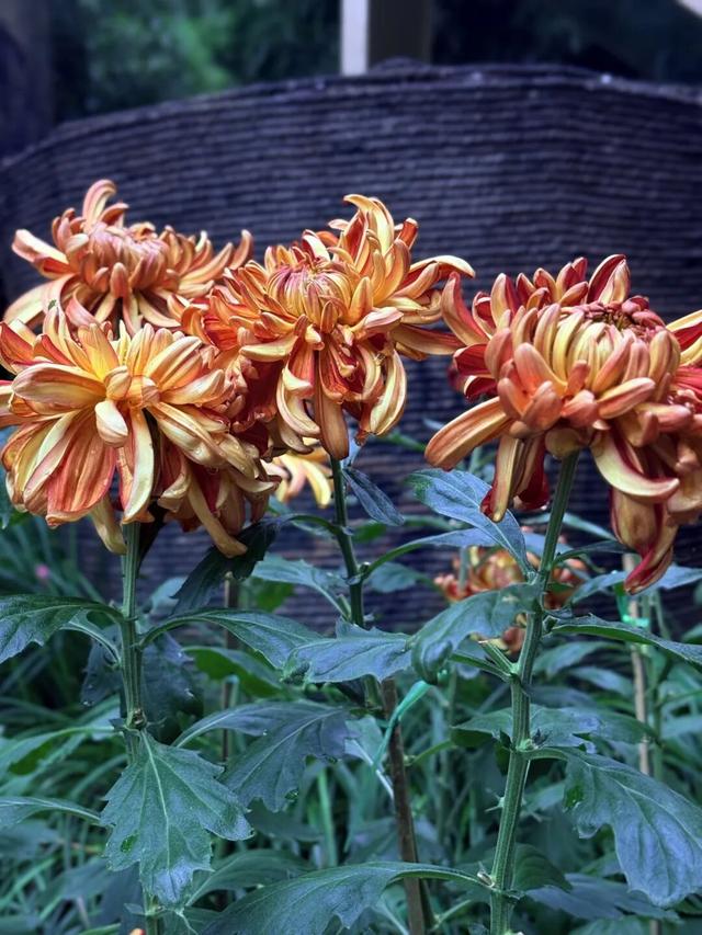 全部免费！成都适合一个人逛的7个地方！