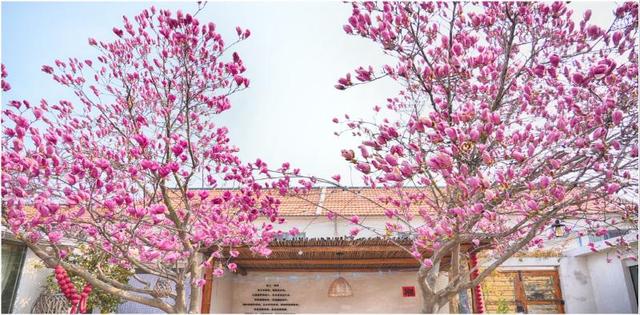 宿在日照，感受专属春日浪漫