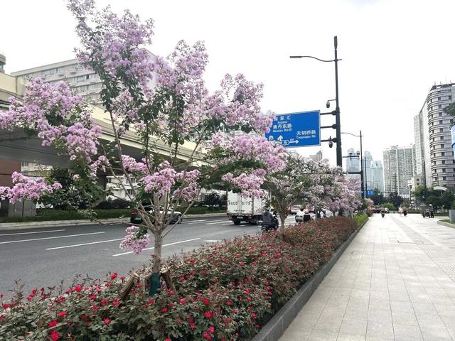 别再问去哪赏花了，徐汇这些地方已美翻！