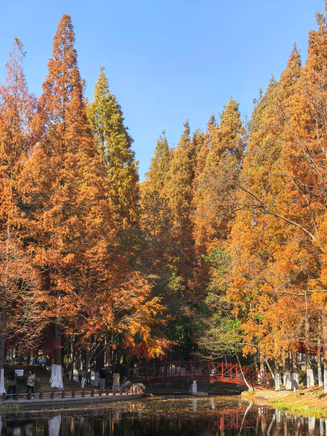 这个冬天，被山东这片红色“暖”到了！
