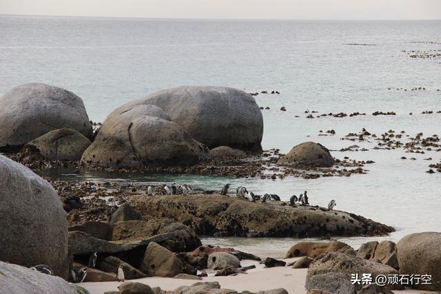 南部非洲：南非开普敦企鹅岛