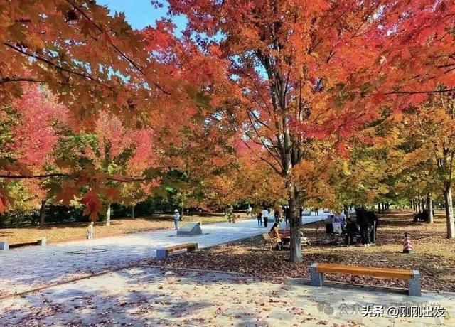 免费!大连横山景区枫叶最佳观赏期到了,快来打卡吧