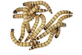 震惊了！揭秘龟龟的最爱昆虫大餐，效果逆天图片