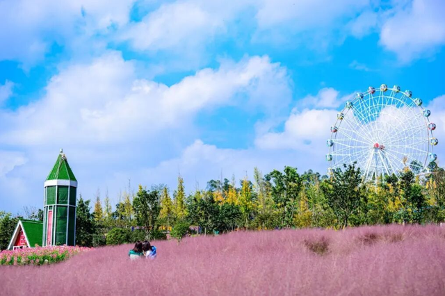 15万株绽放醉美菊花展，成都又美爆了！