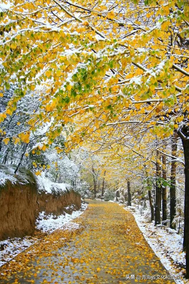 初冬青海,一场静谧与热烈并存的生命礼赞