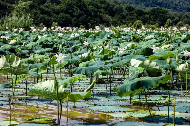 陕西宜君：福地湖百亩荷花绽放