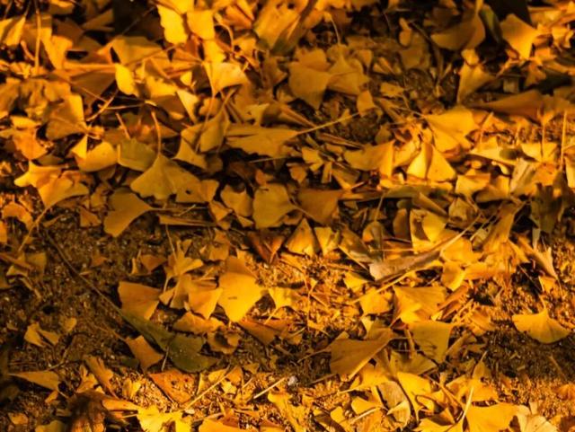 临沂孔庙银杏季打卡攻略！未来一个月这样玩~