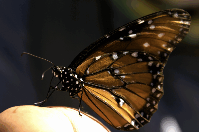 墨西哥岛屿呼唤救援：失去帝王蝶和吸蜜蝠，餐桌会发生什么？