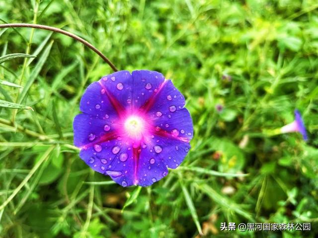 一夜入秋 | 一键查看你不曾见过的雨中黑河