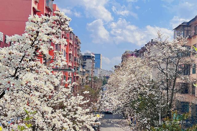 不负春光不负卿！贵州开启“花样”模式