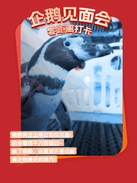 元旦别宅家！和南极萌企鹅共赴小梅沙新年狂欢