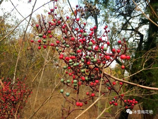 秋游大宗山朗公寺