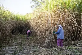 我东北人在广西砍甘蔗，每天赚200元，在广西过冬又赚钱， 爽歪歪图片