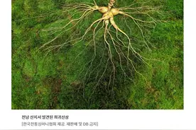 2023年，韩国发现估价6.8亿韩元的稀有野山参，重415克图片