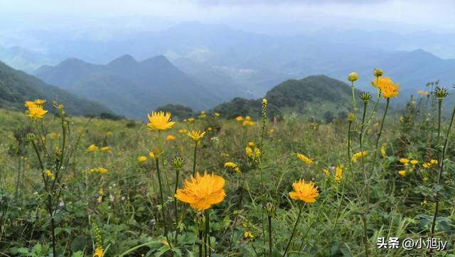 来呀，去白云山看金莲花，辽阳县大黑山风景区境内的白云山