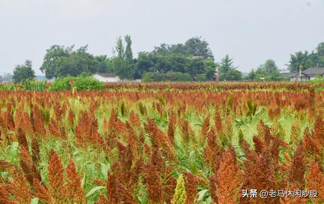 五方村的高粱红了，正是拍照打卡时