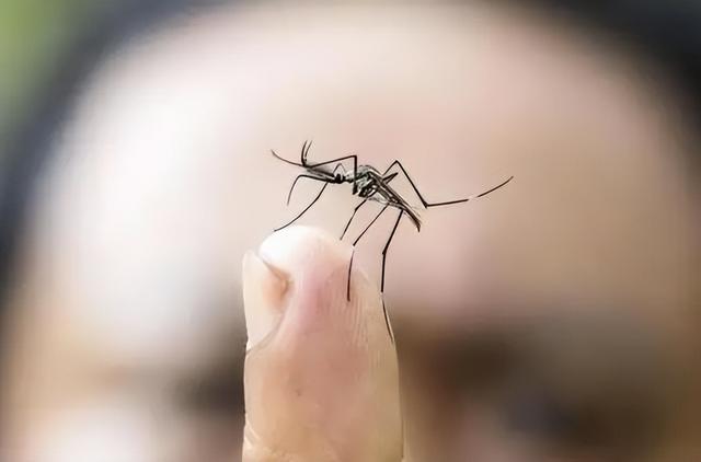 只有蚊子大小！中国正式宣布：突破微型机器人技术！