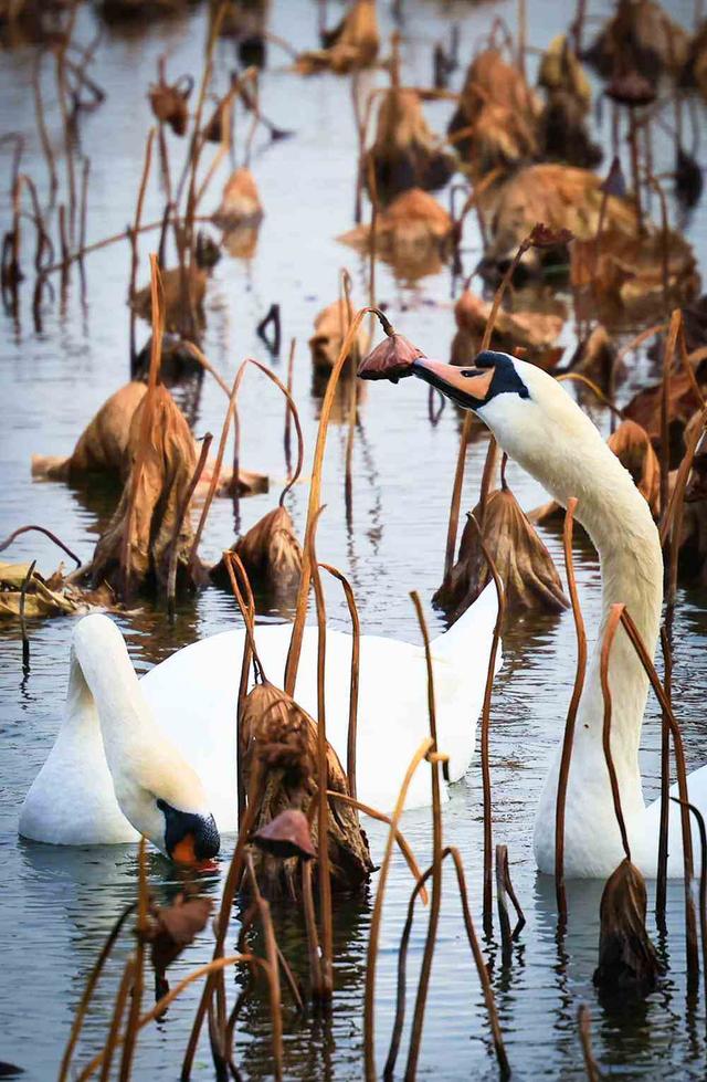 邂逅初冬！漫步郑州，在色彩斑斓中行走