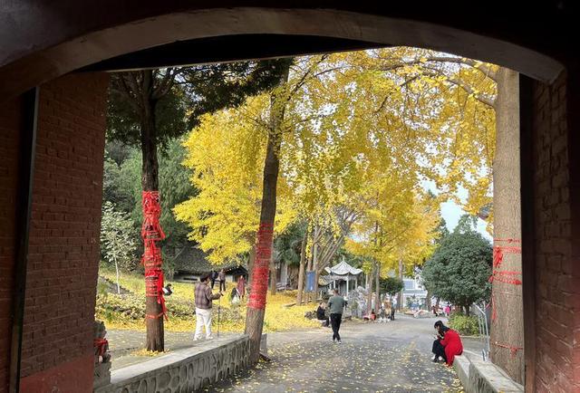银杏披“金甲”！西安化羊庙美景如画