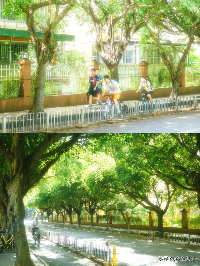 深圳这路承载几代人悲欢！2.3公里藏半生，老蛇口人为何念念不忘