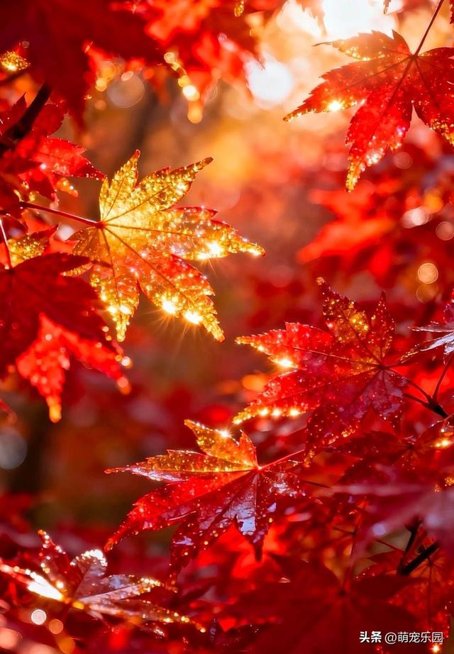 秋风一吹，槭树叶子红如火，路人纷纷驻足欣赏美景